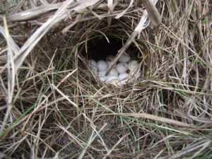 Bobwhite nest