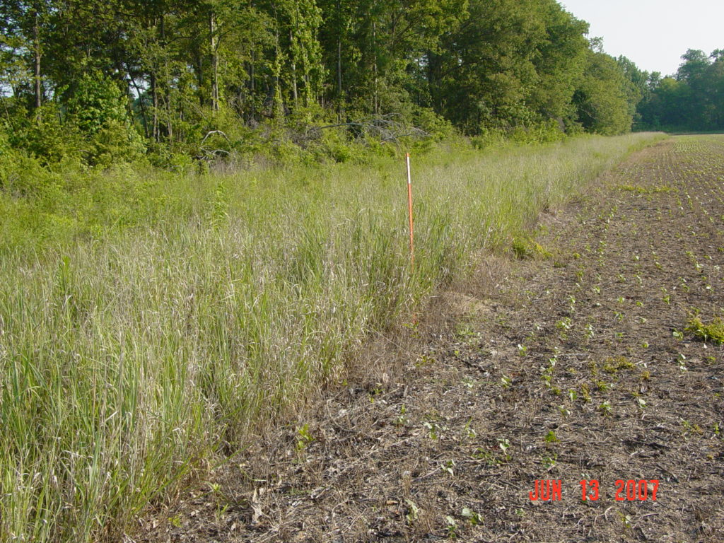 Shell's Covert: The Charismatic Bobwhite – National Bobwhite & Grassland  Initiative