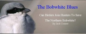 The Bobwhite Blues
