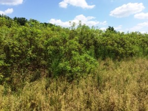 Indigobush Hedgerow