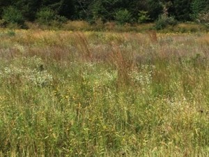 Typical Nesting Grass Density