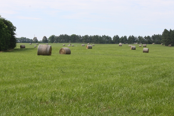 Paw Paw's Fescue Field_RESIZED