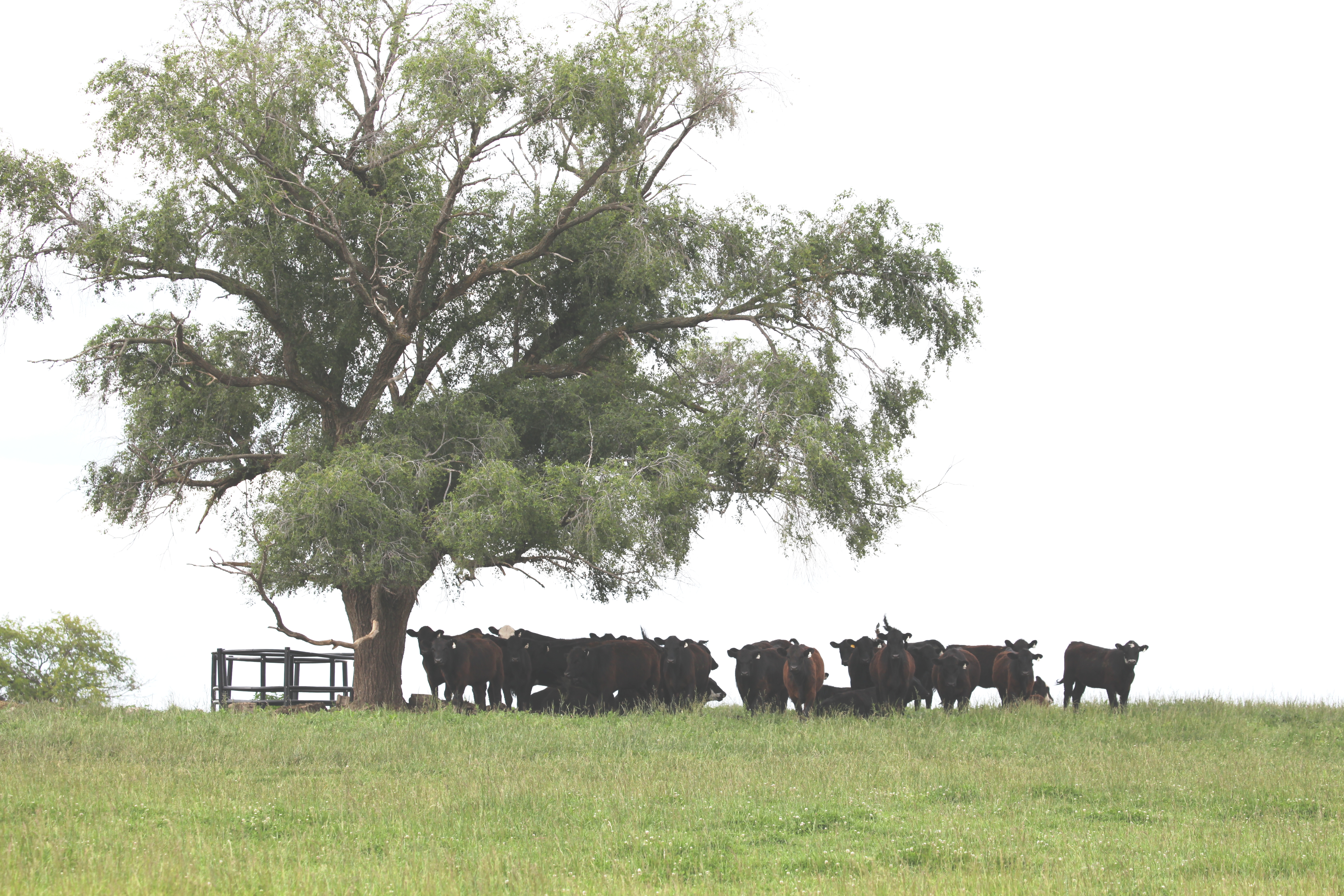 Cattle gathering under shade is a telltale sign of fescue toxicosis