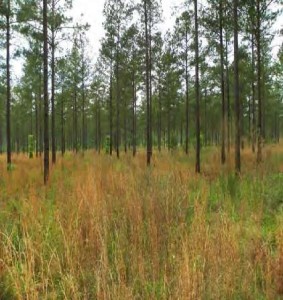 Pine stand with a 50-square-foot basal area on a 2-year burn rotation
