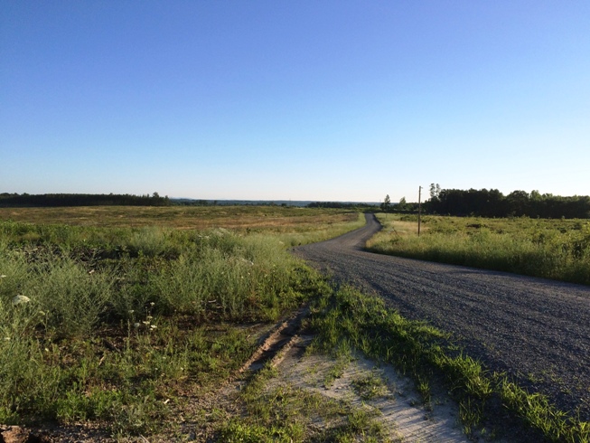 "Found" Bobwhite Habitat