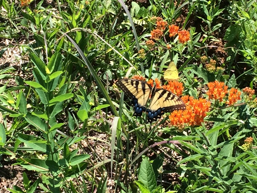 Eastern Tiger Swallow Tail and Sulphur butterflies on butterfly weed in quail planting area