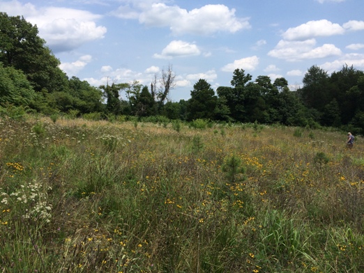 Pasture / hay field converted to short-leaf pine and pollinator cover