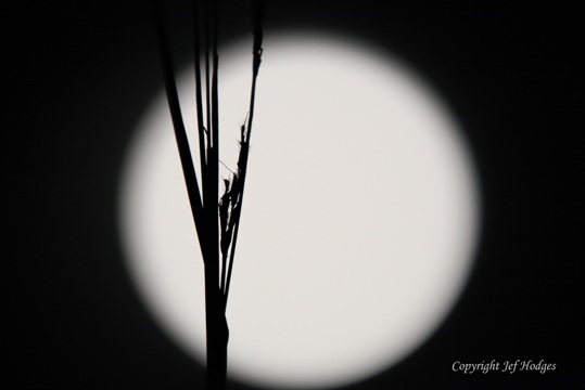 bluestem-super-moon_reduced