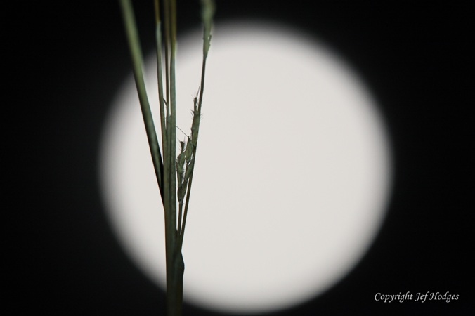 Illuminated bluestem supermoon