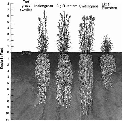 Relative Root Depths of Various Grasses
