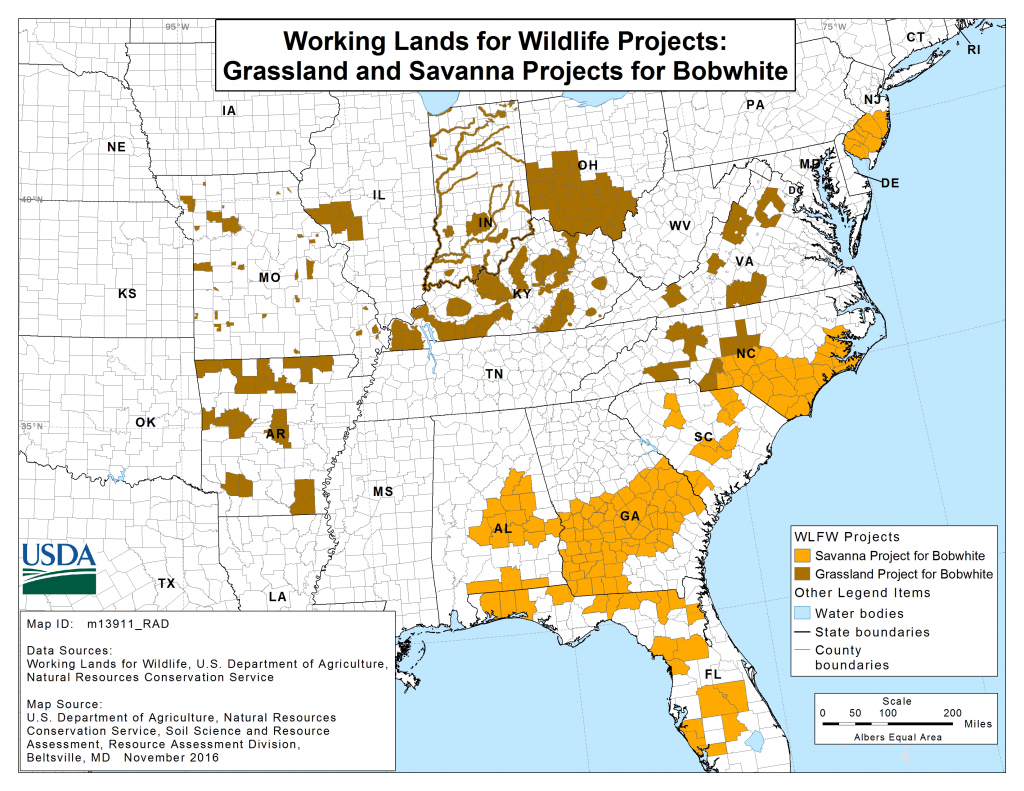 Grasslands and Savanah Projects for Bobwhite