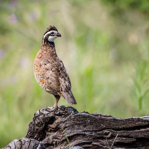 Bobwhite
