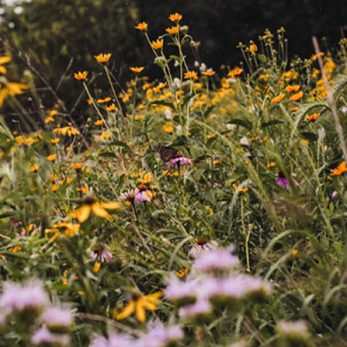 Grassland Prairie