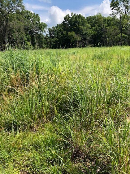 Native grass green-up following a prescribed burn. Photo provided by AGFC.