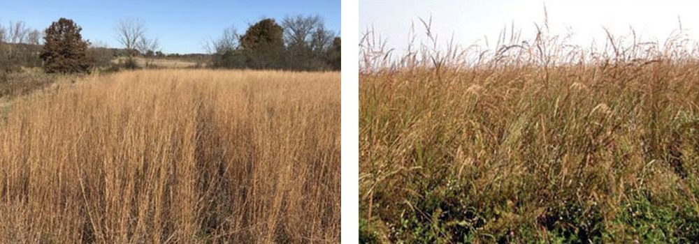 These two stands of overgrown, or "rank," native warm season grasses are too dense to provide good habitat for quail and other wildlife. Photos courtesy of Purdue Extension and University of Missouri Extension.