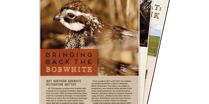 Arkansas, Bringing Back the Bobwhites/Brochure